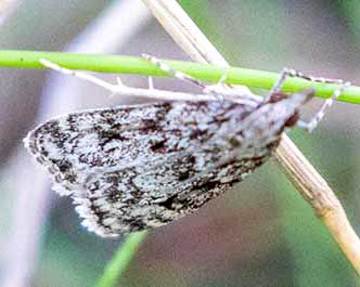 Ground-moss Grey