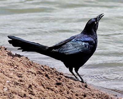 Great-tailed Grackle