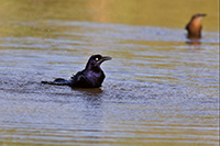 Great-tailed Grackle