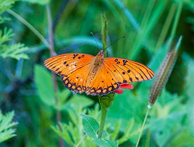 Gulf Fritillary