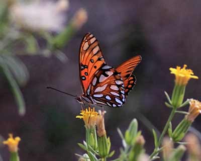 Gulf Fritillary