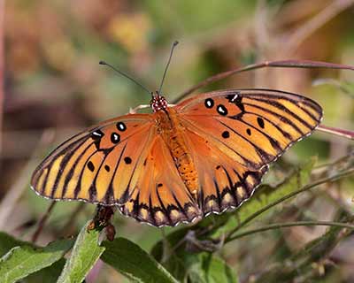 Gulf Fritillary