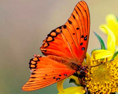Gulf Fritillary