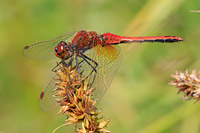Yellow-winged Darter