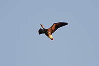 Greater White-fronted Goose