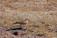 Horned Lark