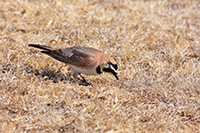 Horned Lark
