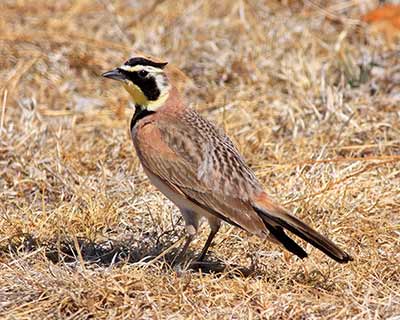 Horned Lark