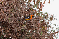 Hooded Oriole