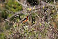 Hooded Oriole