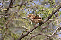 House Sparrow