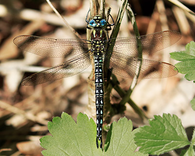 Hairy Hawker