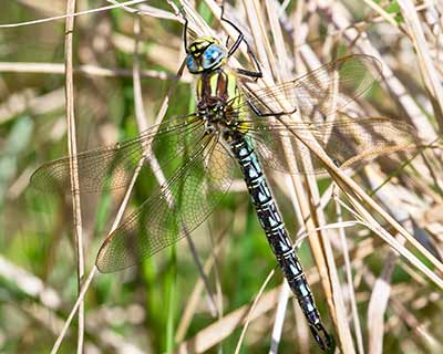 Hairy Hawker