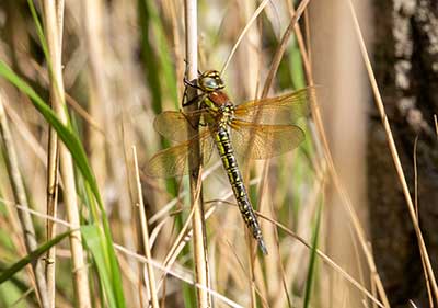 Hairy Hawker