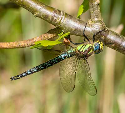 Hairy Hawker