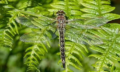 Hairy Hawker