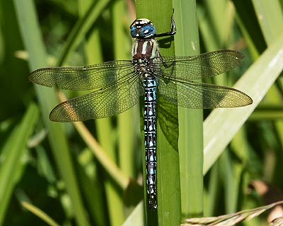 Hairy Hawker