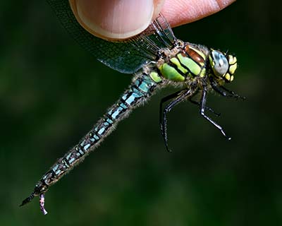 Hairy Hawker