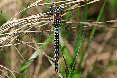 Hairy Hawker