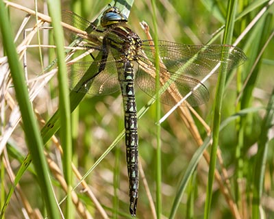 Hairy Hawker