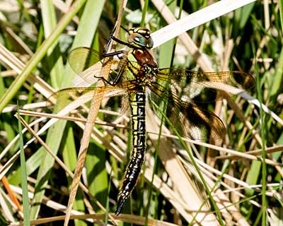 Hairy Hawker