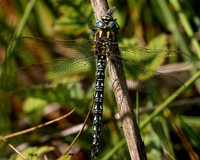 Hairy Hawker