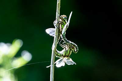 Hairy Hawker