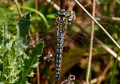 Hairy Hawker