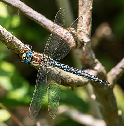 Hairy Hawker