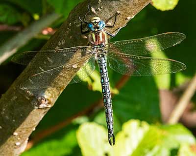 Hairy Hawker