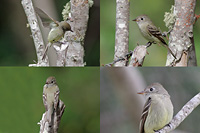 Hammond's Flycatcher