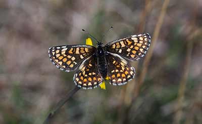 Heath Fritillary