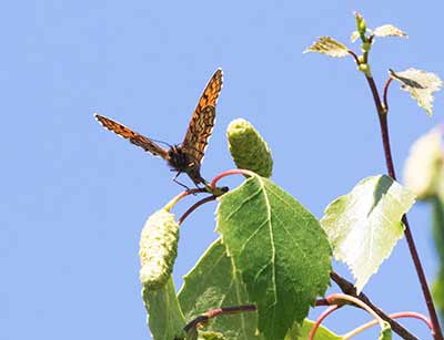 Heath Fritillary