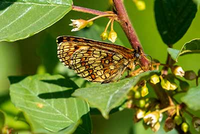 Heath Fritillary