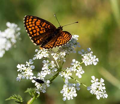 Heath Fritillary