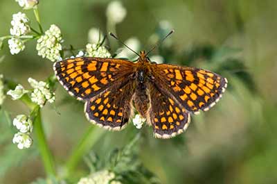 Heath Fritillary