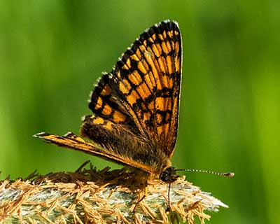Heath Fritillary
