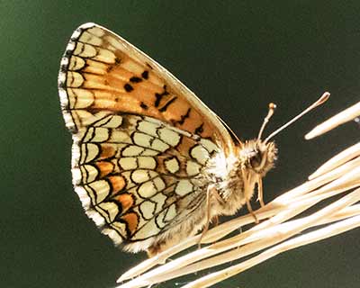 Heath Fritillary