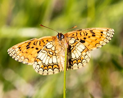 Heath Fritillary