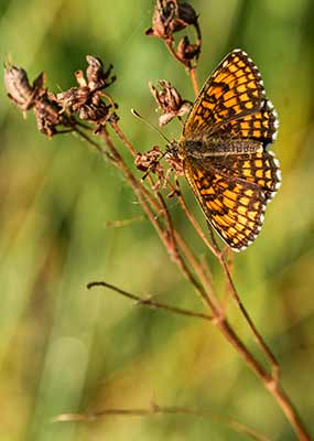 Heath Fritillary
