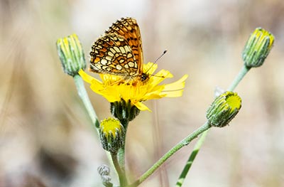 Heath Fritillary