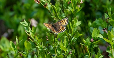 Heath Fritillary