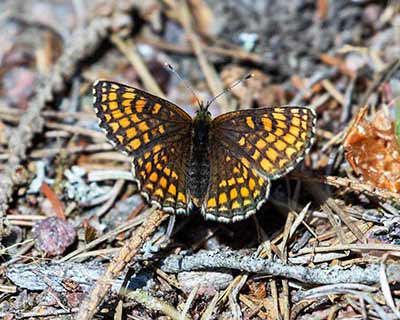 Heath Fritillary