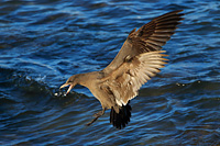 Heermann's Gull