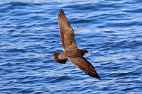 Heermann's Gull