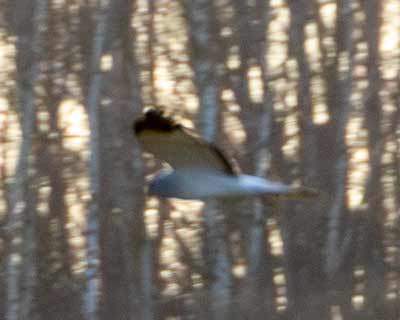 Hen Harrier