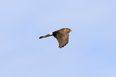 Hen Harrier