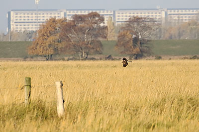 Hen Harrier