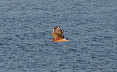Hen Harrier
