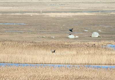 Hen Harrier